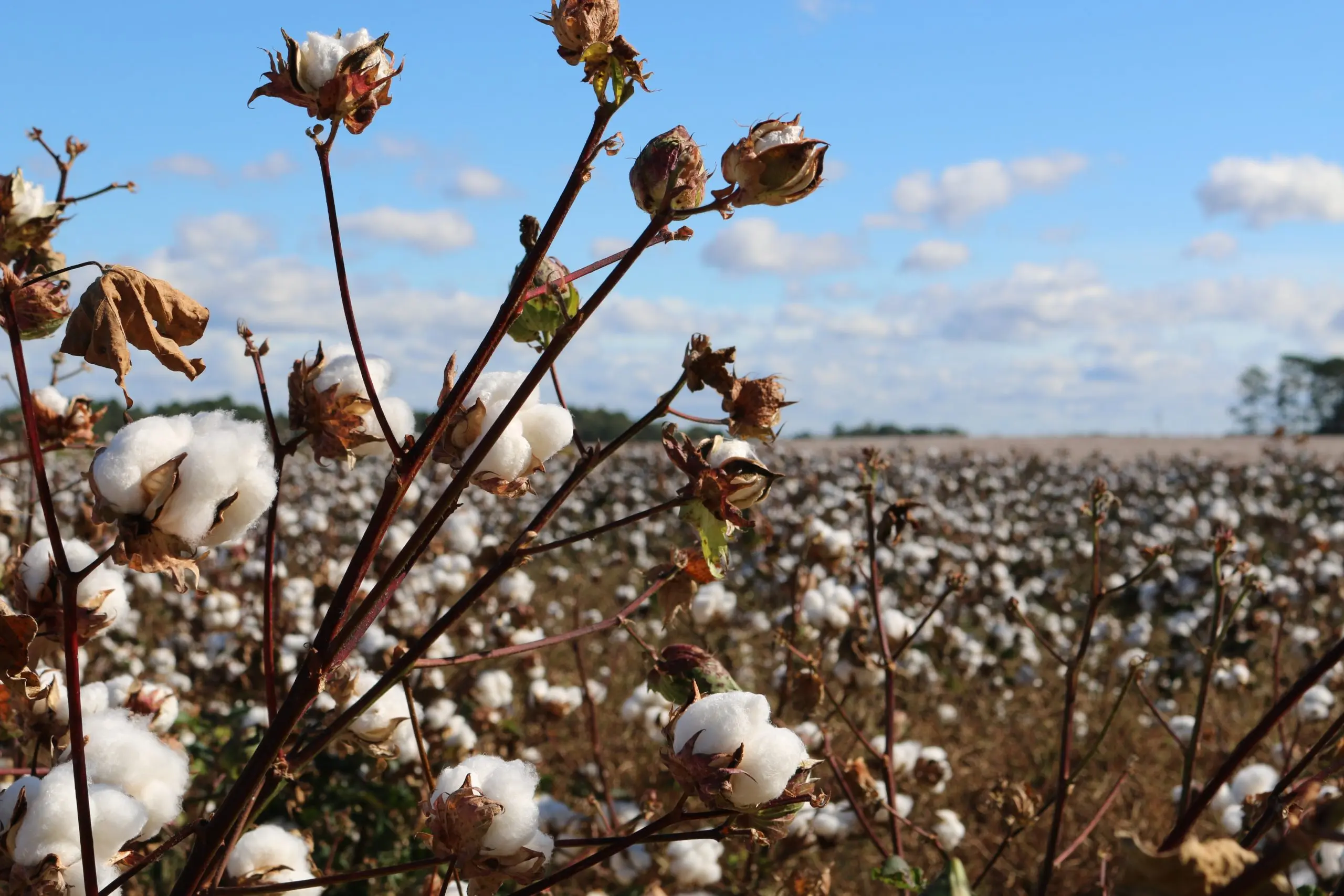 Commercial Crops